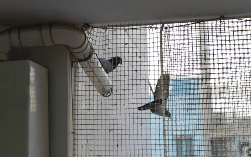 Pigeon-Safety-Nets-in-Chennai